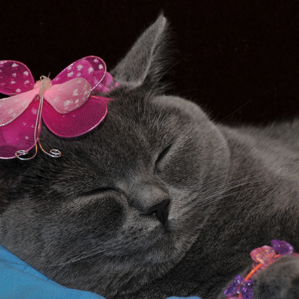 Спящий британский кот с украшением на голове