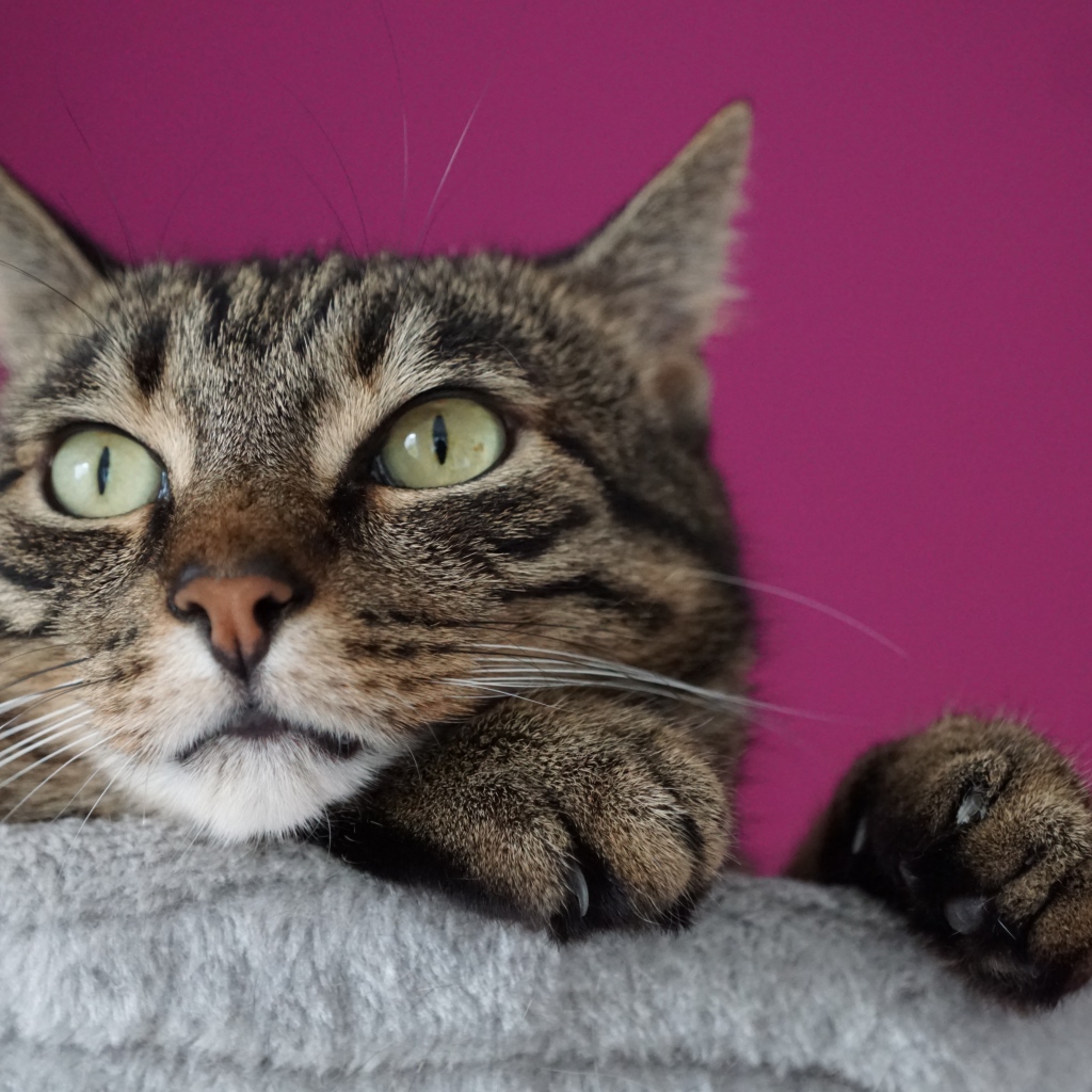 Хитрый серый кот на сиреневом фоне