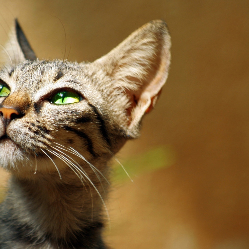 Хитрый зеленоглазый серый кот 