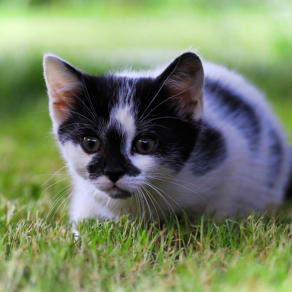 Маленький черно-белый котенок в зеленой траве