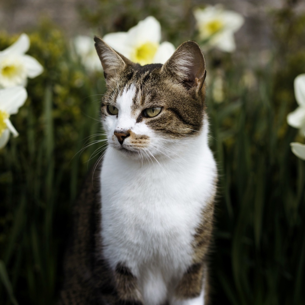Кот сидит в белых цветах нарцисса