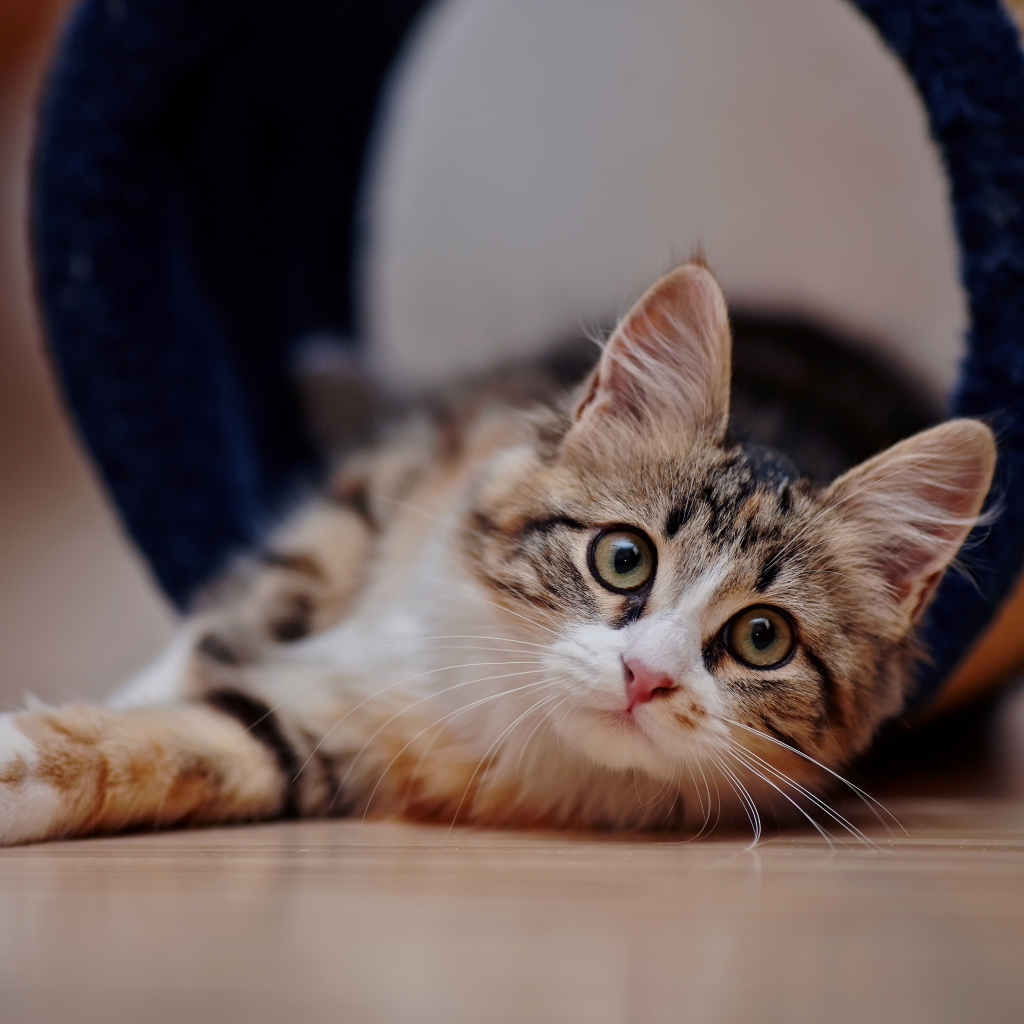 Взгляд любопытного серого кота