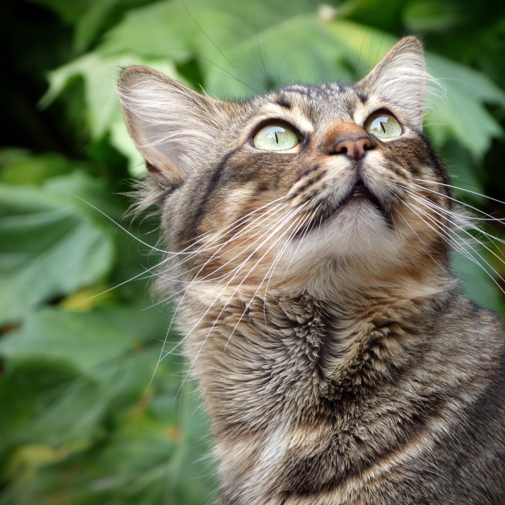 Взгляд серого зеленоглазого кота на фоне зеленых листьев