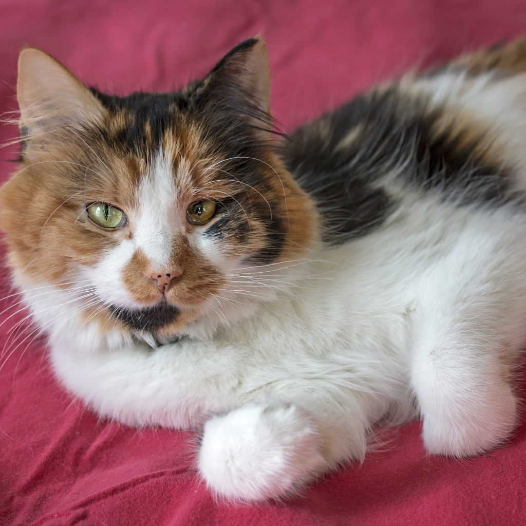 Трехцветная кошка лежит на розовом покрывале 