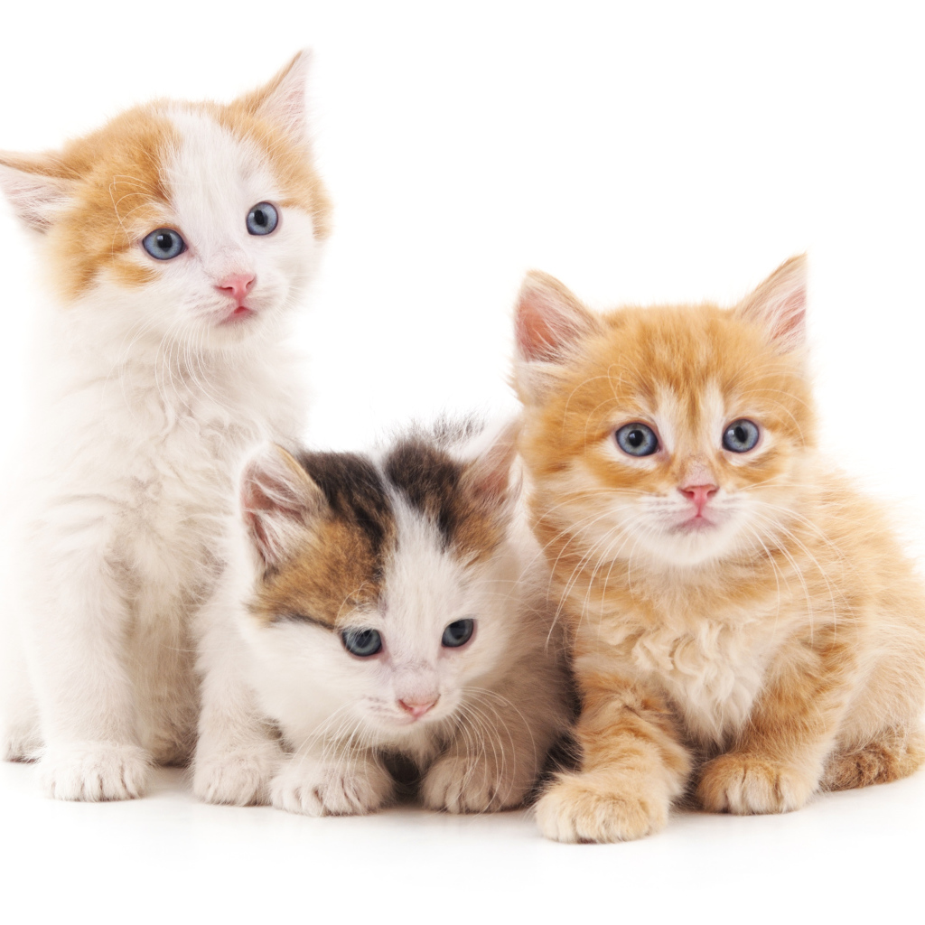 Три маленький красивых котенка на белом фоне