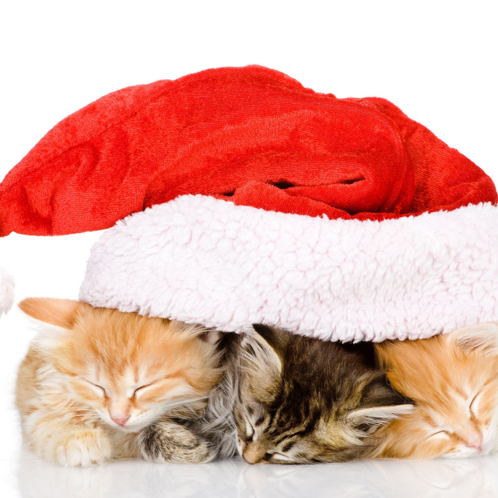 Три маленький милых котенка под новогодней шапкой на белом фоне