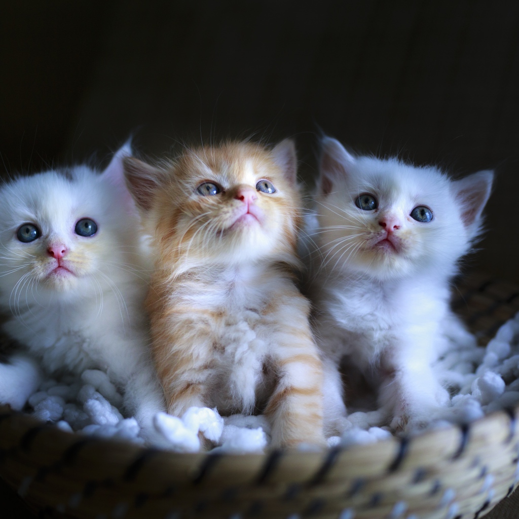 Три маленьких котенка в корзине