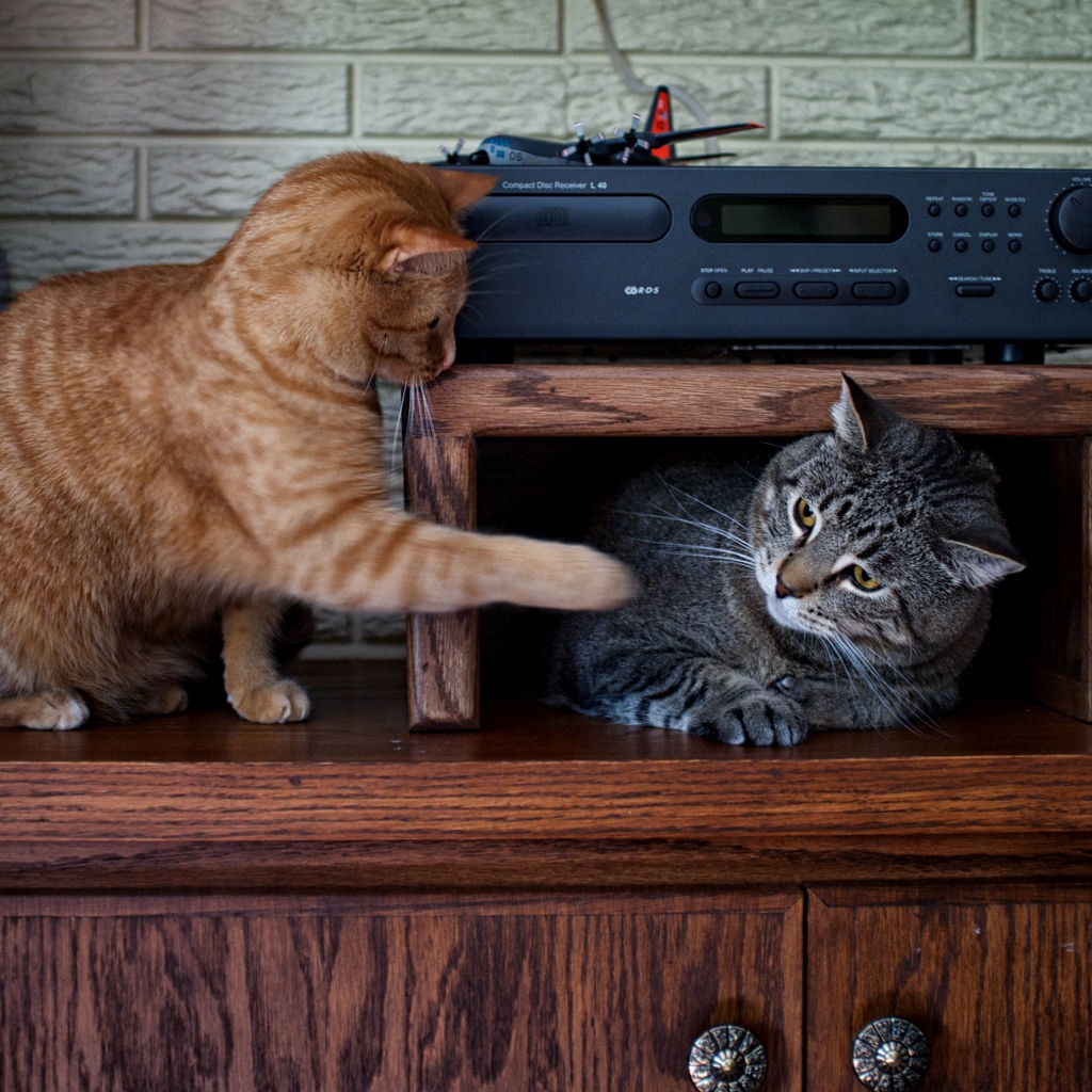 Два кота играют на мебели 