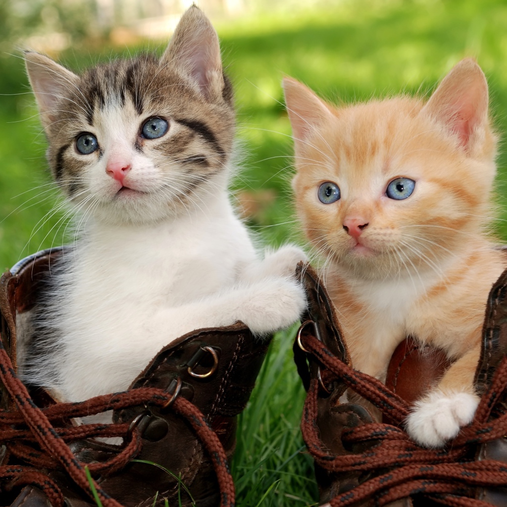 Два маленьких милых котенка сидят в ботинках