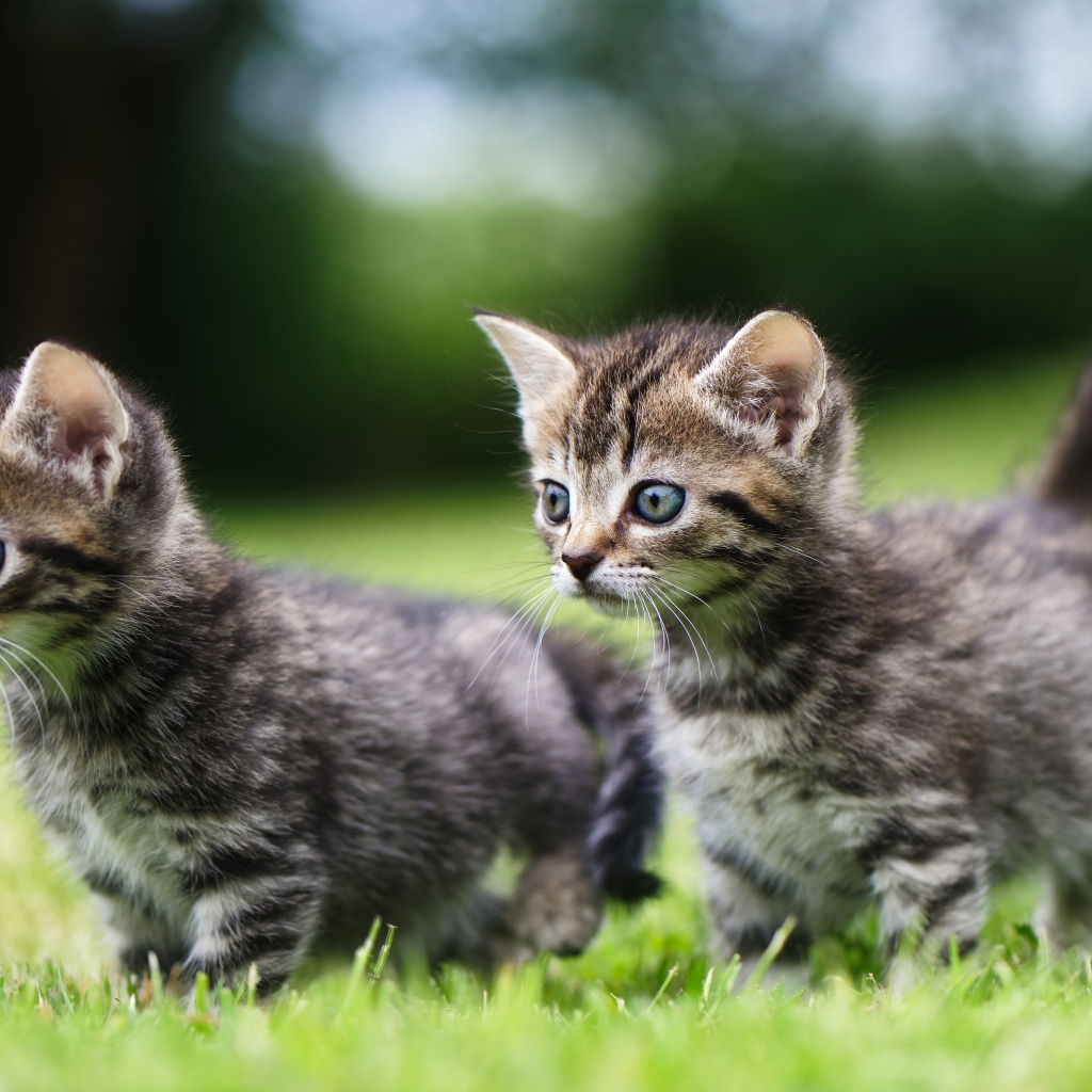 Два маленьких серых котенка в зеленой траве