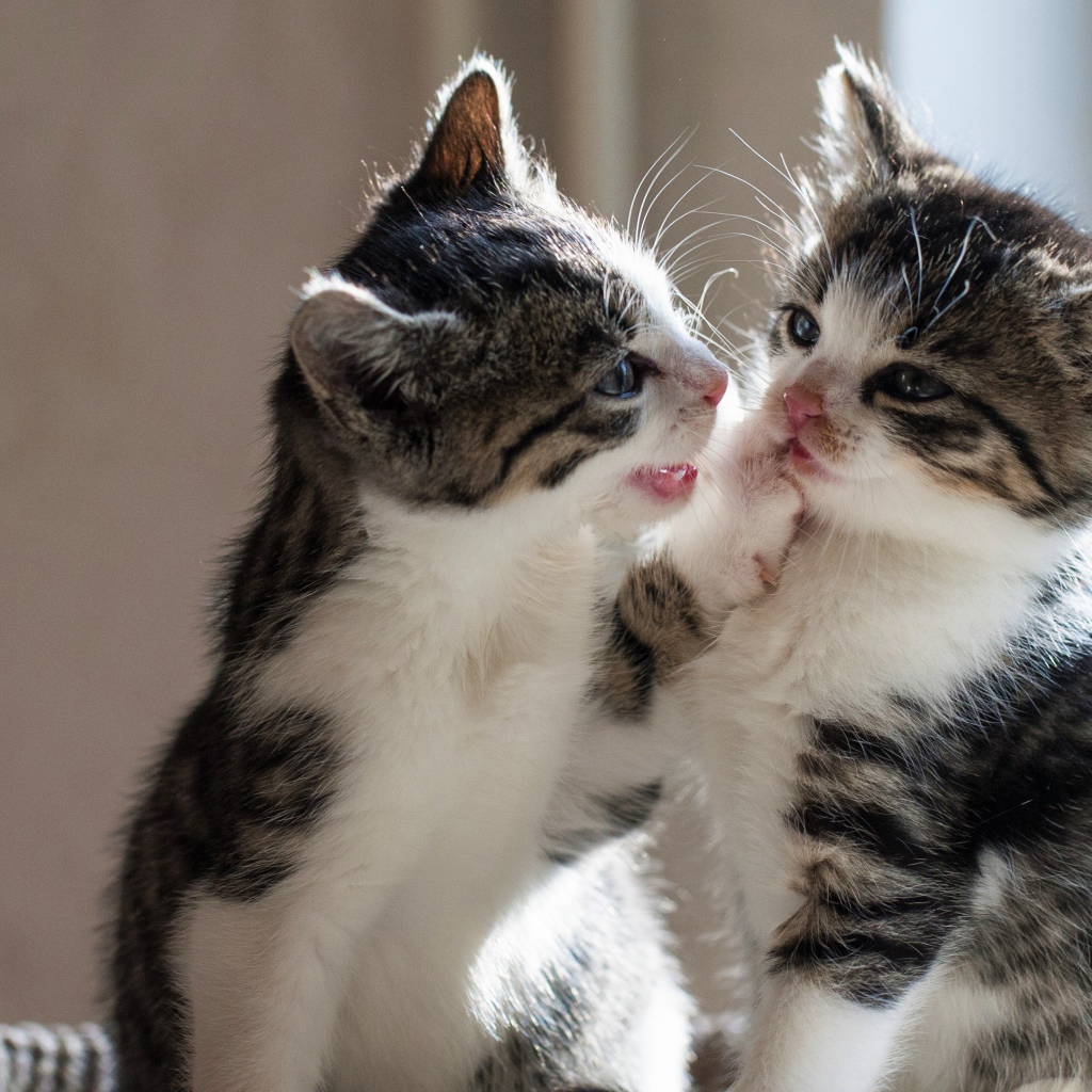 Two little kittens playing with each other.
