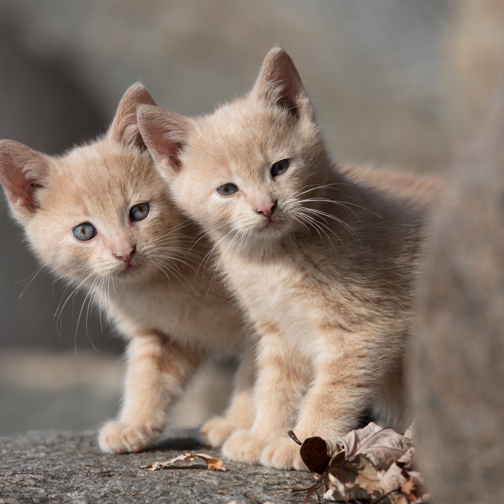 Два маленьких рыжих котенка 