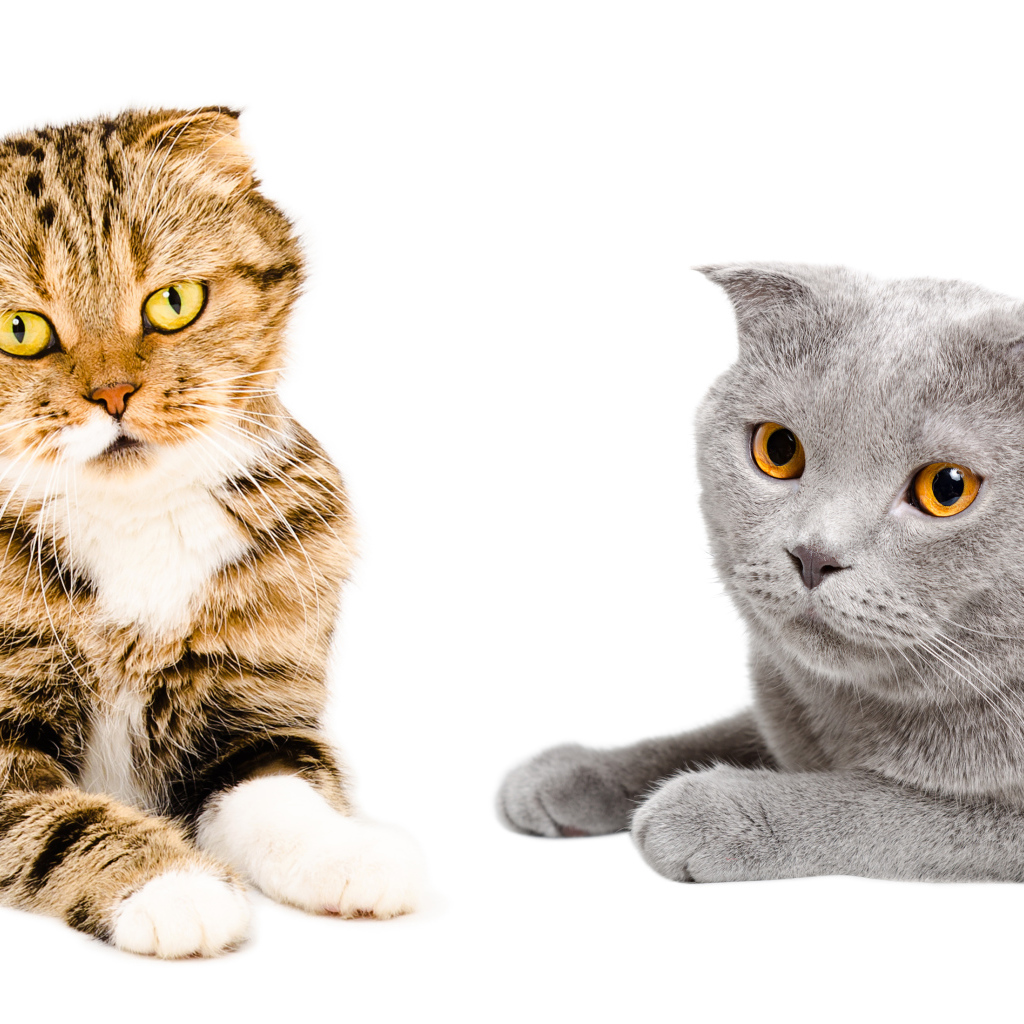 Два породистых вислоухих кота на белом фоне