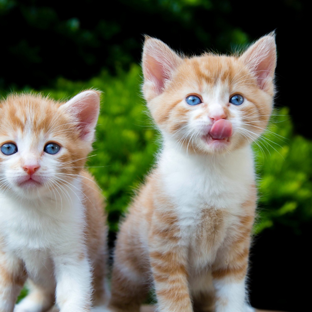 Два маленьких рыжих голубоглазых котенка