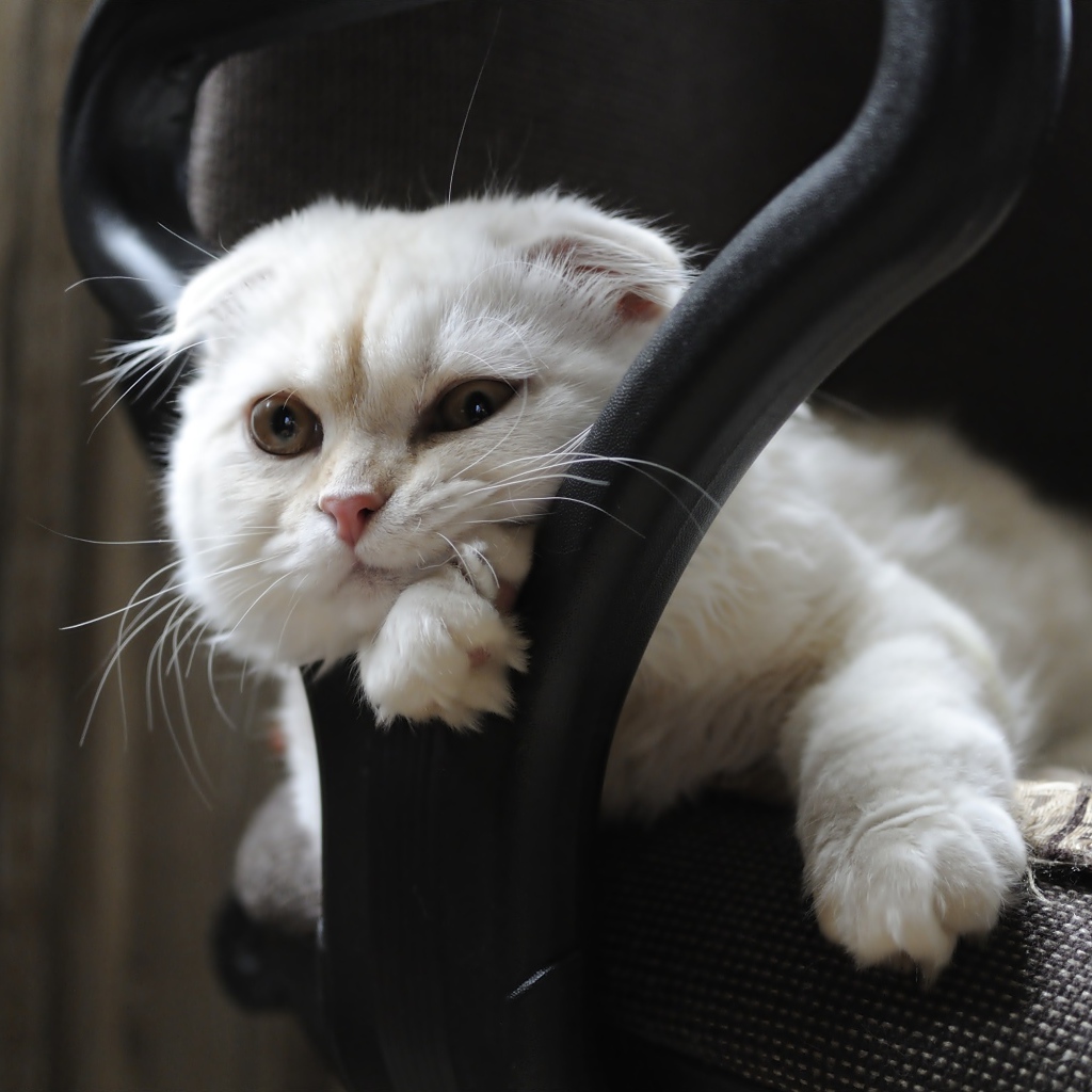 Белая шотландская вислоухая кошка лежит в кресле