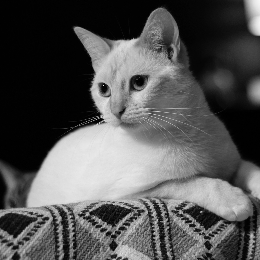 Белый кот лежит на диване черно белое фото 