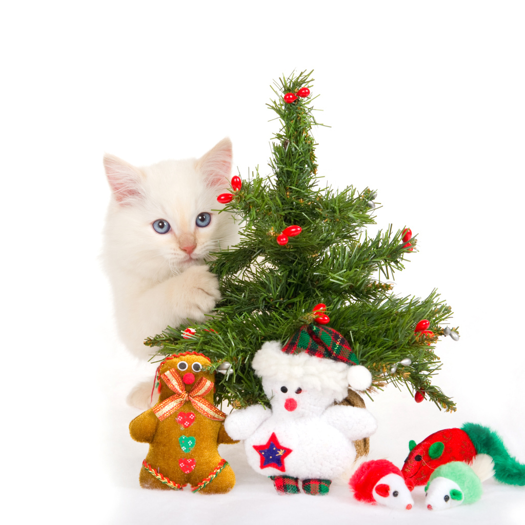 Белый котенок с новогодней елкой и игрушками на белом фоне