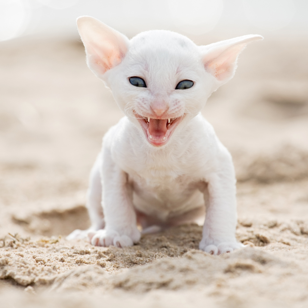 Белый маленький котенок породы Корниш-рекс