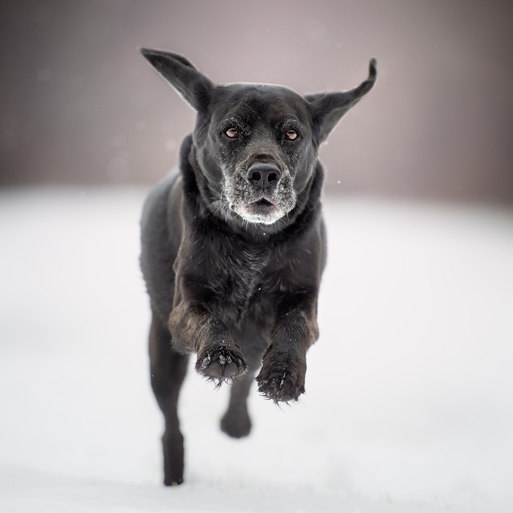 Черная собака бежит по белому снегу