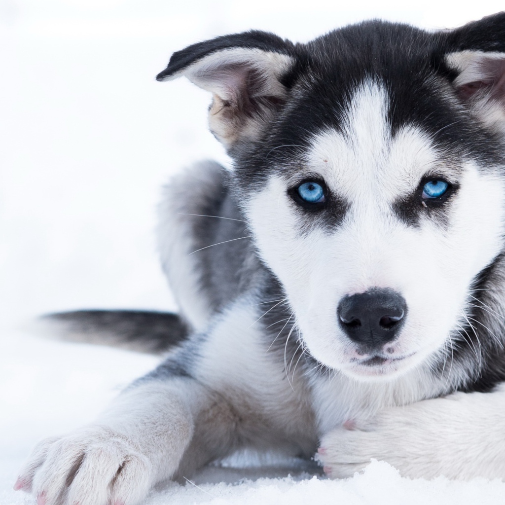 A blue-eyed husky puppy lies on the snow