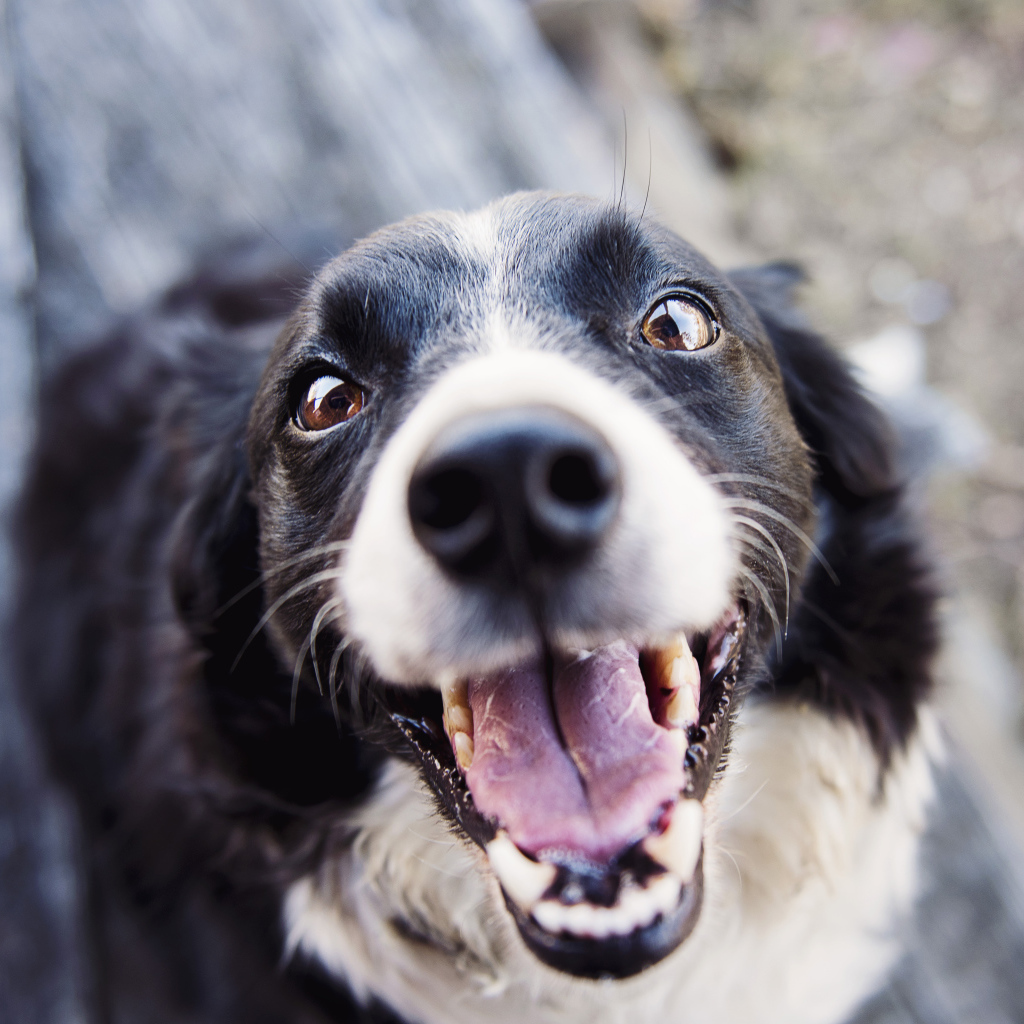Веселая собака бордер колли с открытой пастью