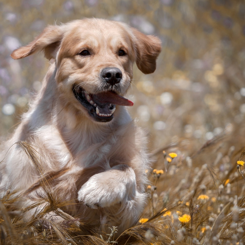 Веселый золотистый ретривер бежит по пшеничному полю