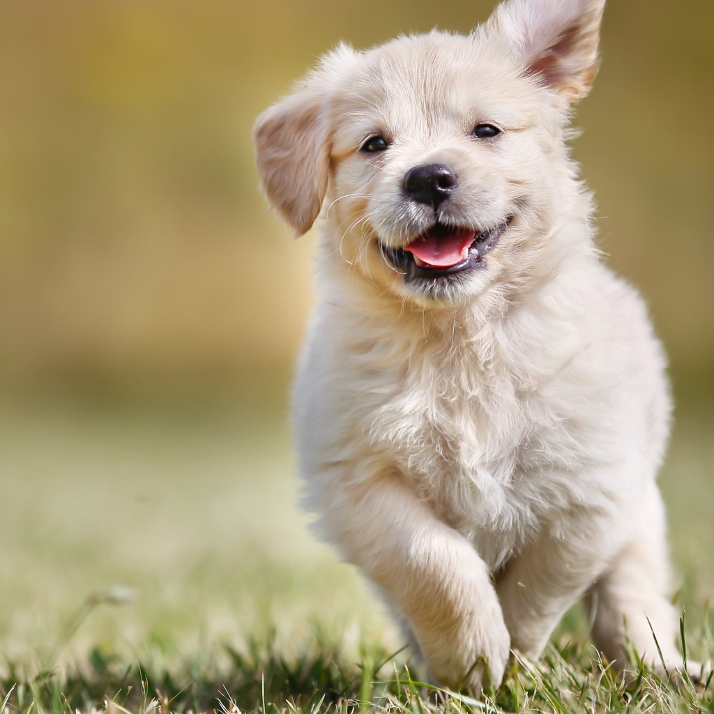 Довольный щенок золотистого ретривера бежит по зеленой траве