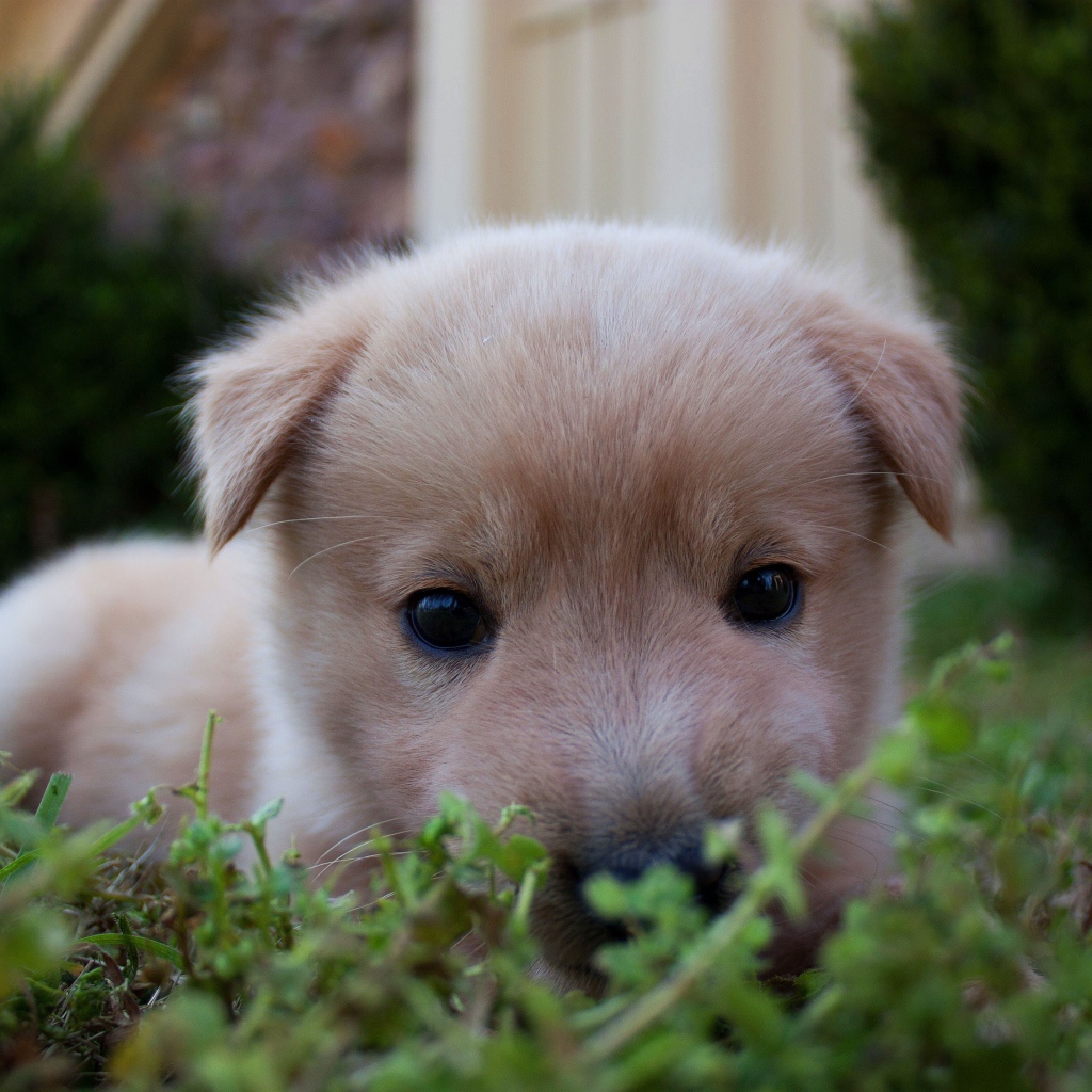Маленький милый щенок лежит в зеленой траве