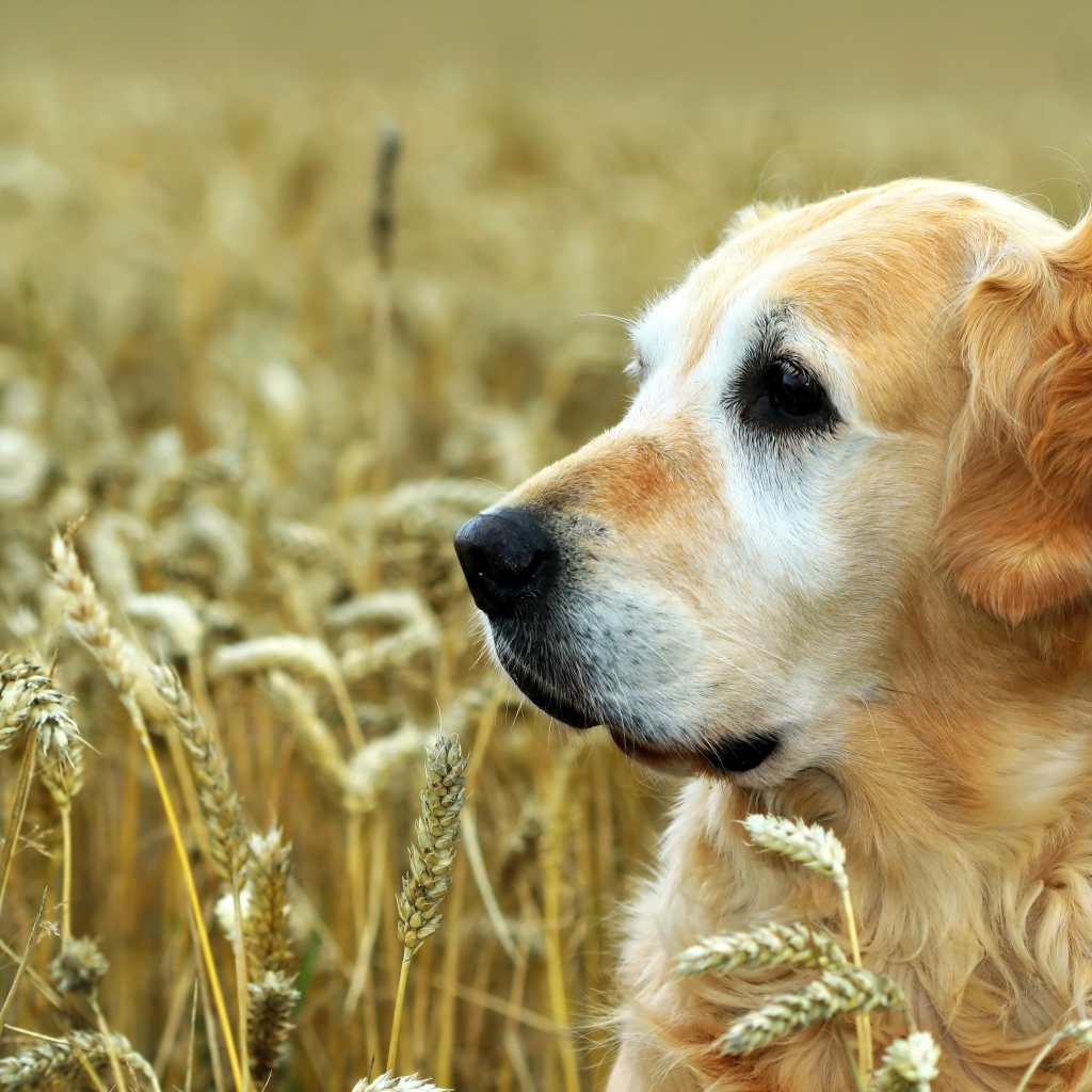 Собака породы золотистый ретривер сидит в поле пшеницы