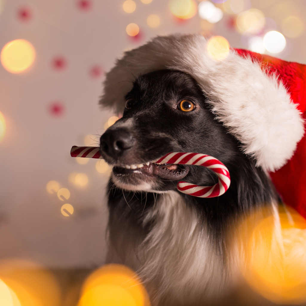 Собака в красном колпаке Санта Клауса с конфетой в зубах на Новый год 