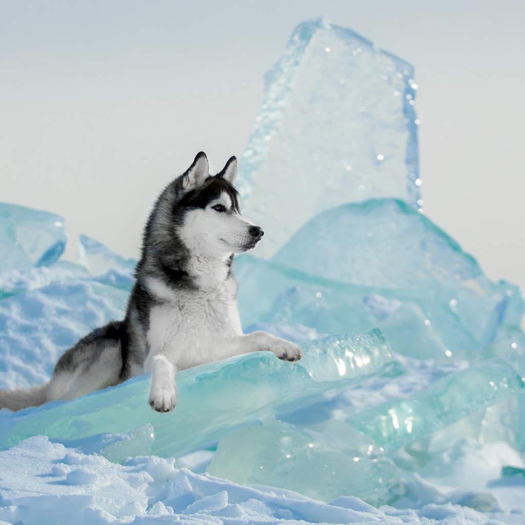 A dog of the Husky breed lies on a blue ice floe