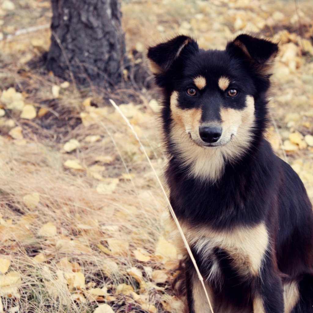 Собака сидит на сухой траве осенью