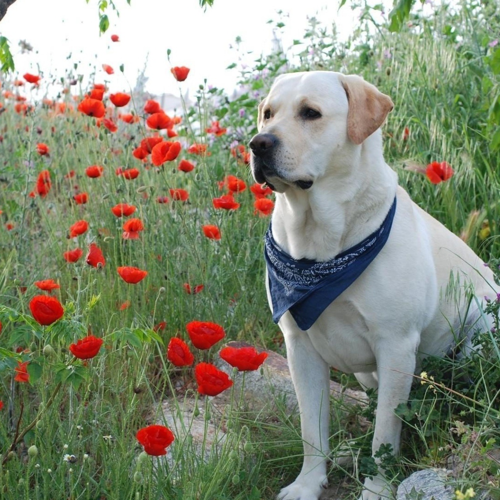 Золотистый ретривер с платком на шее сидит в красных маках