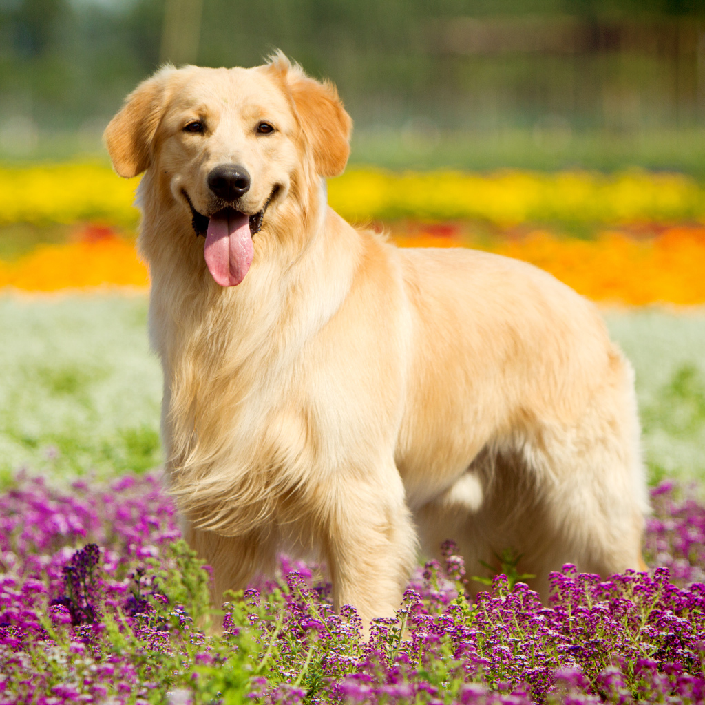 Золотистый ретривер с высунутым языком стоит в сиреневых цветах