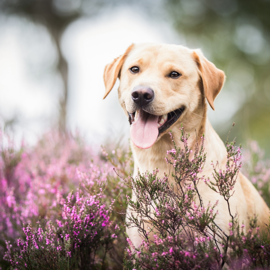 Золотистый ретривер с высунутым языком сидит в розовых цветах 