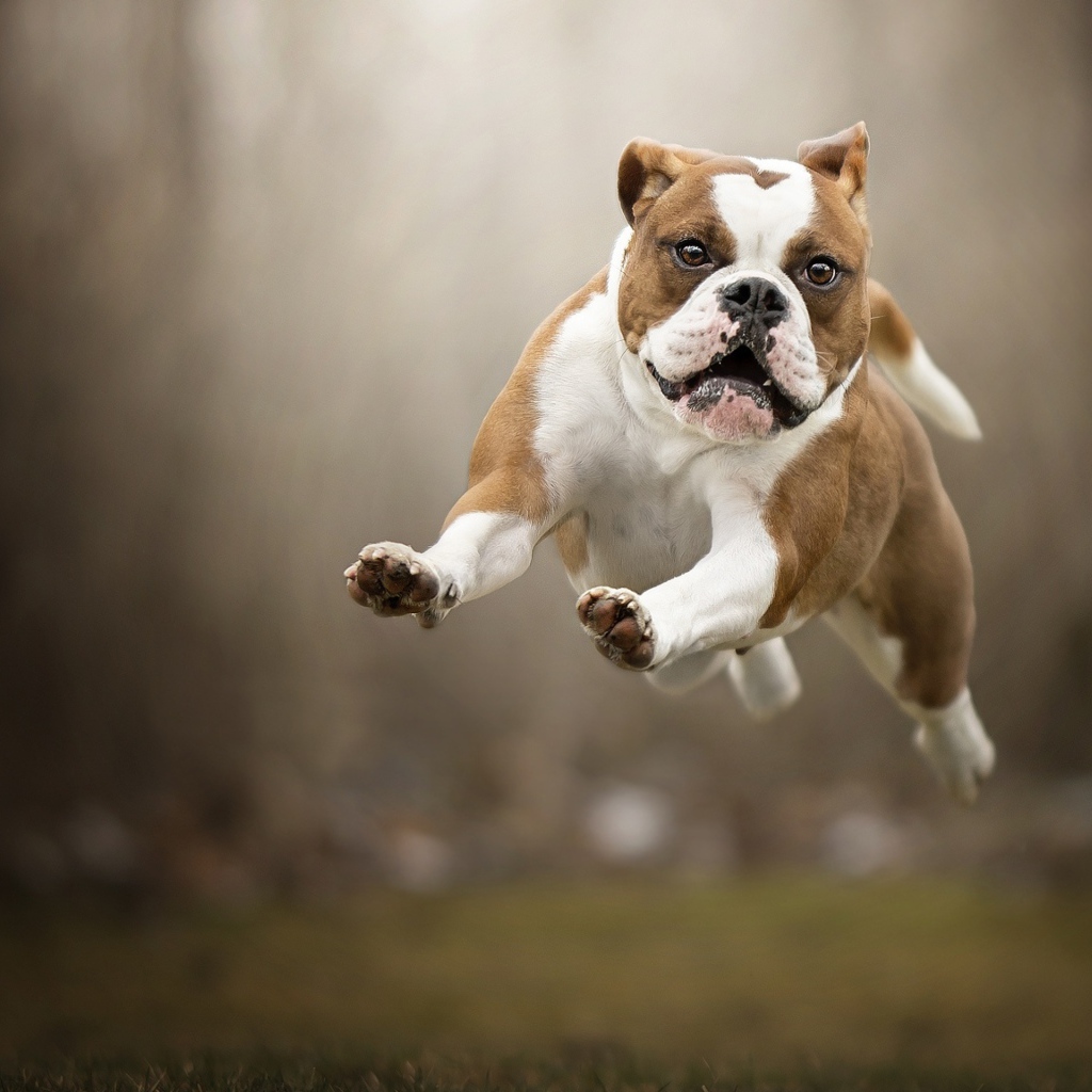 Довольный породистый пес бежит по траве