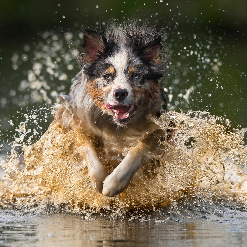 Радостная собака бежит по воде
