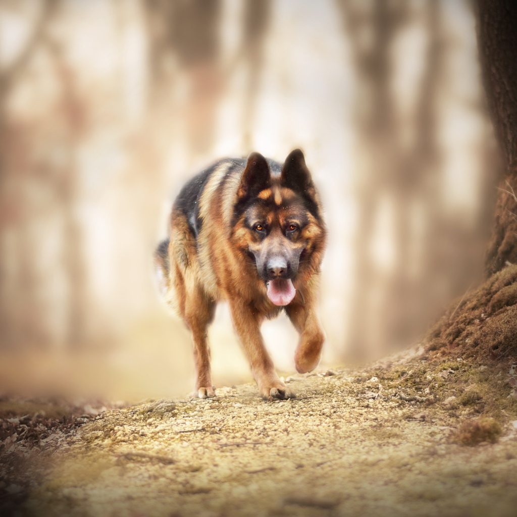 Большая немецкая овчарка бежит по лесной дороге 