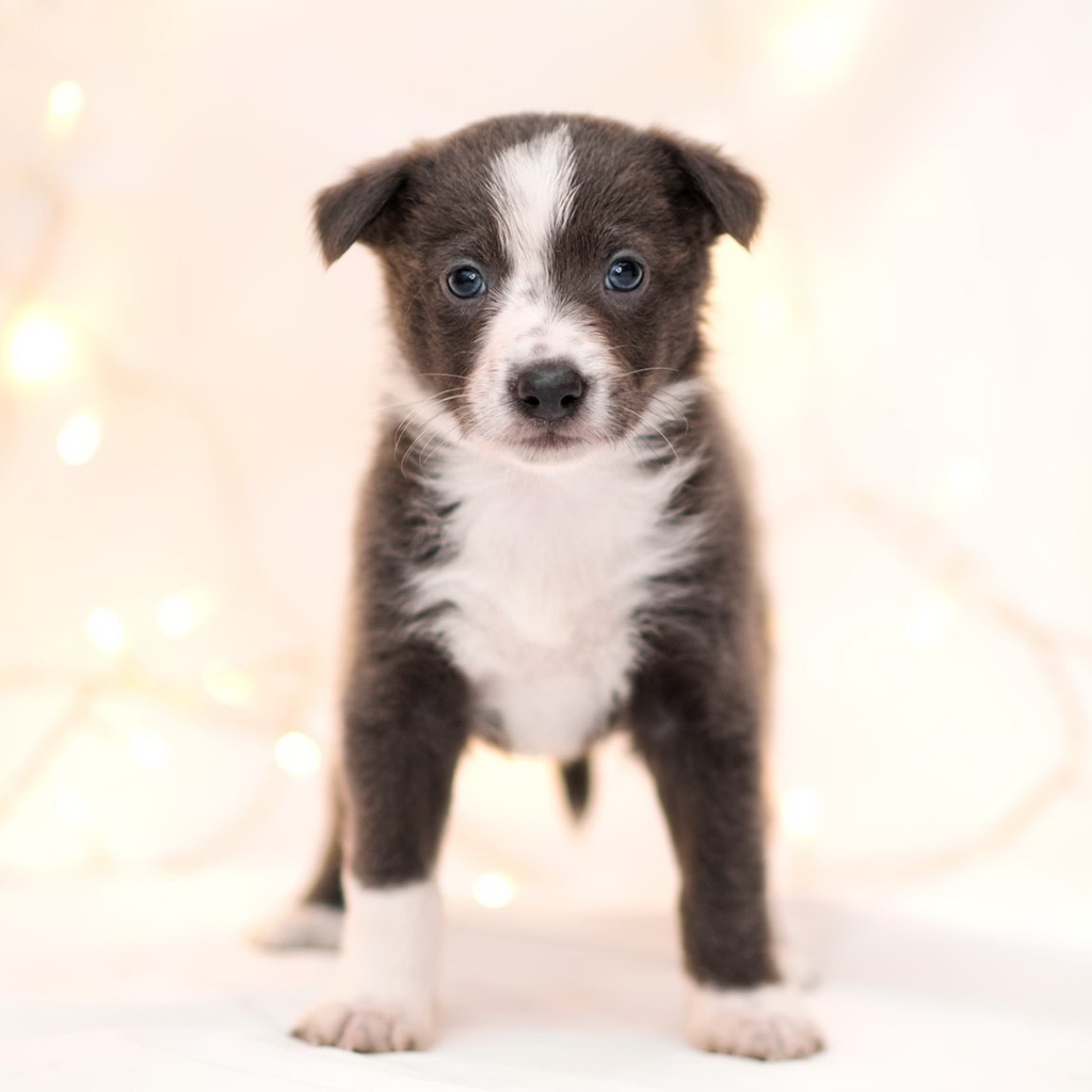 Маленький забавный щенок