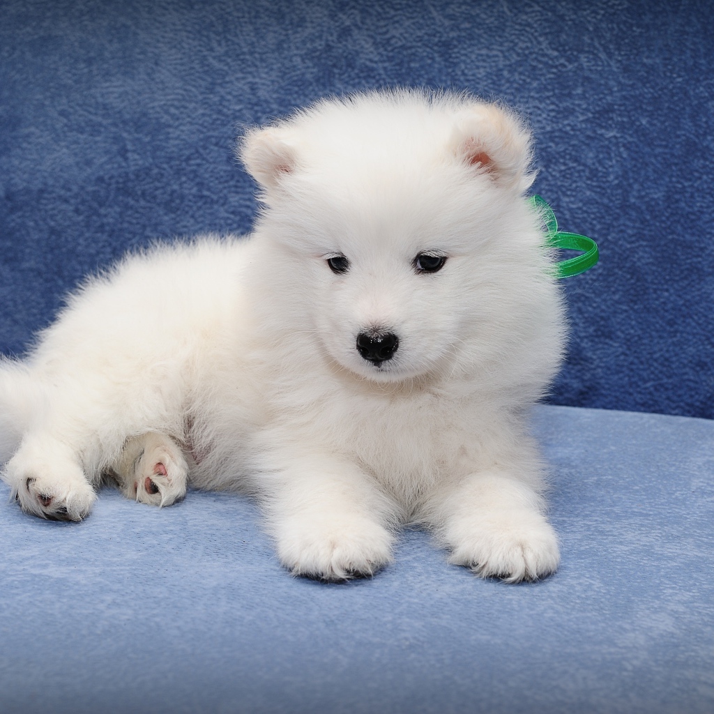 Маленький забавный щенок самоедской собаки