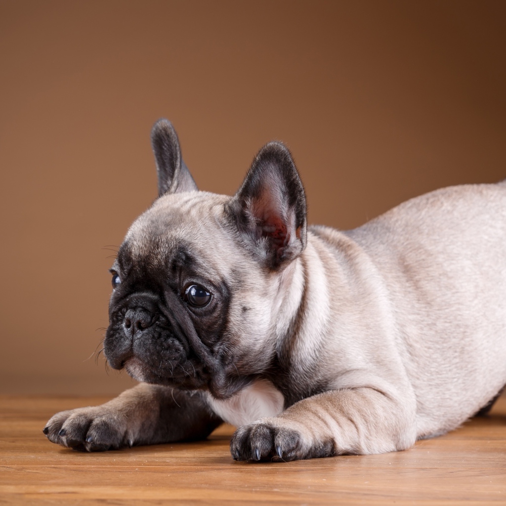 Маленький забавный щенок французского бульдога