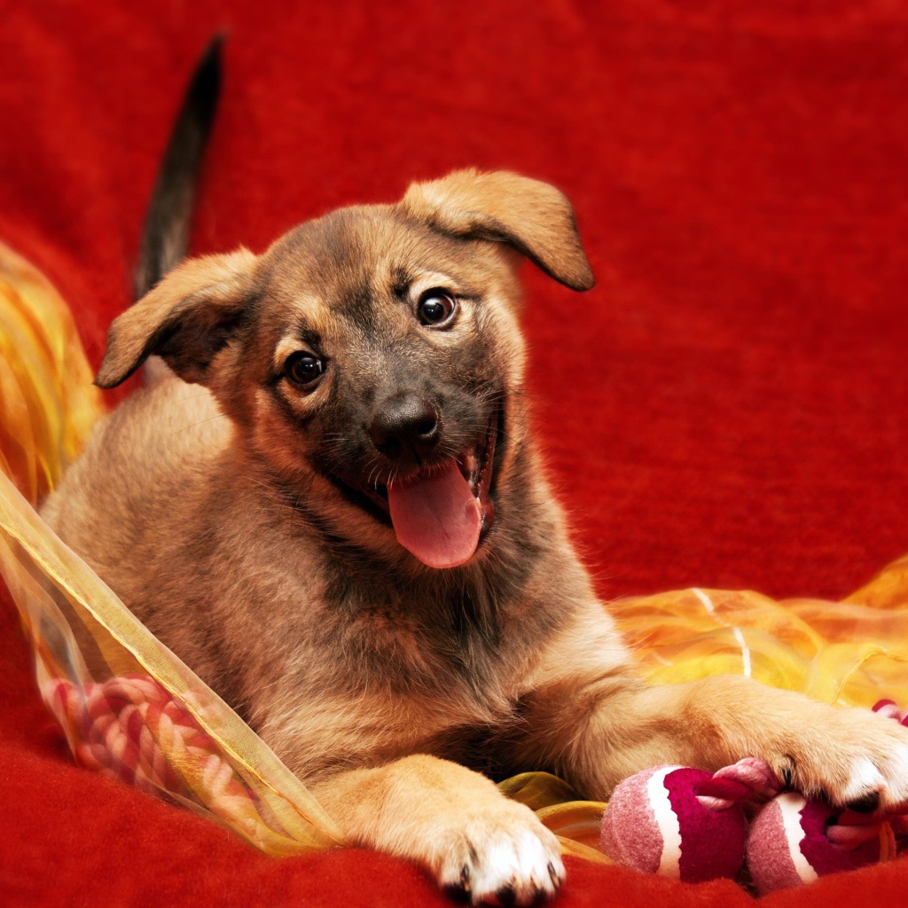 Маленький забавный щенок с высунутым языком