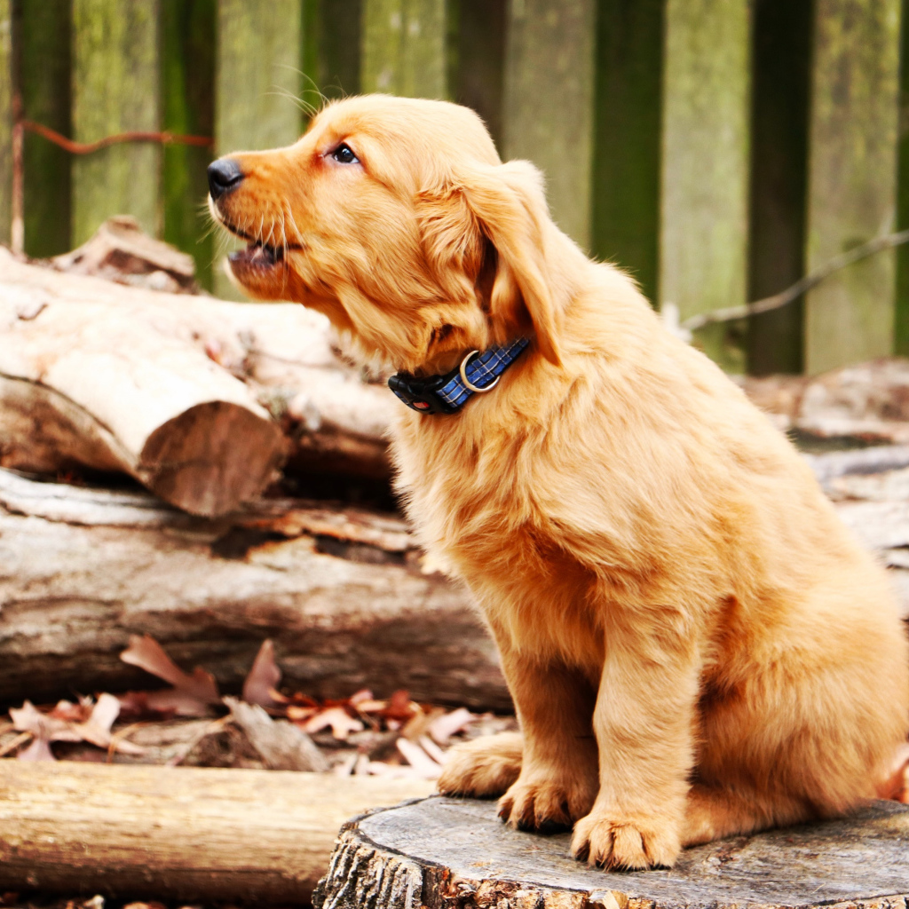 A little golden retriever sits on a stump.