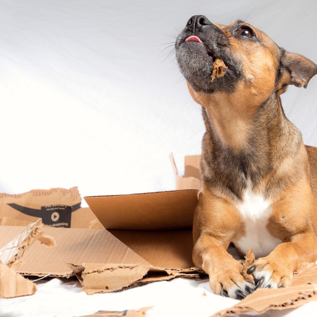 Маленький щенок грызет коробку 
