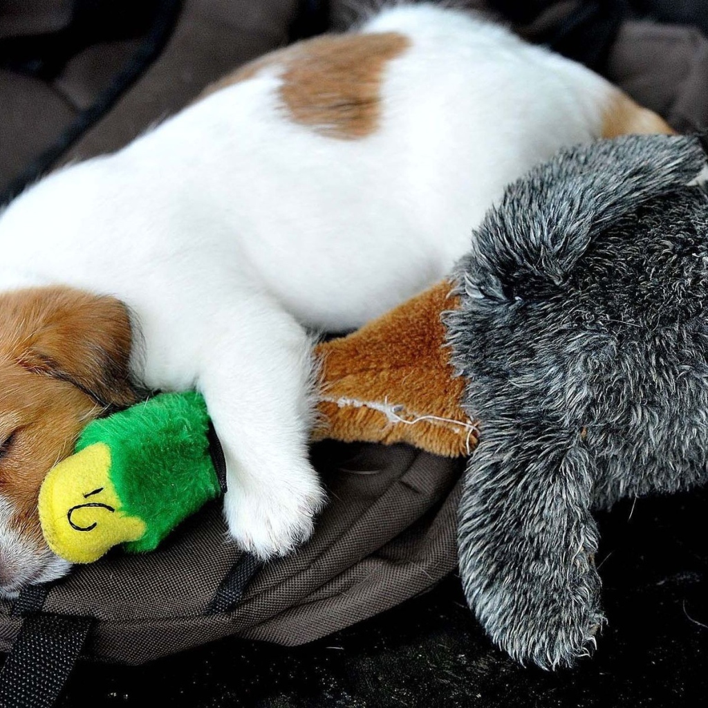 Маленький щенок спит с игрушкой