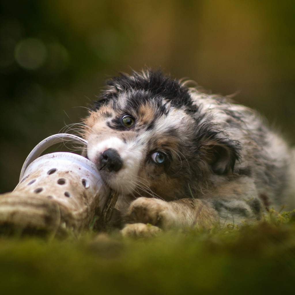 Маленький щенок австралийской овчарки грызет обувь 