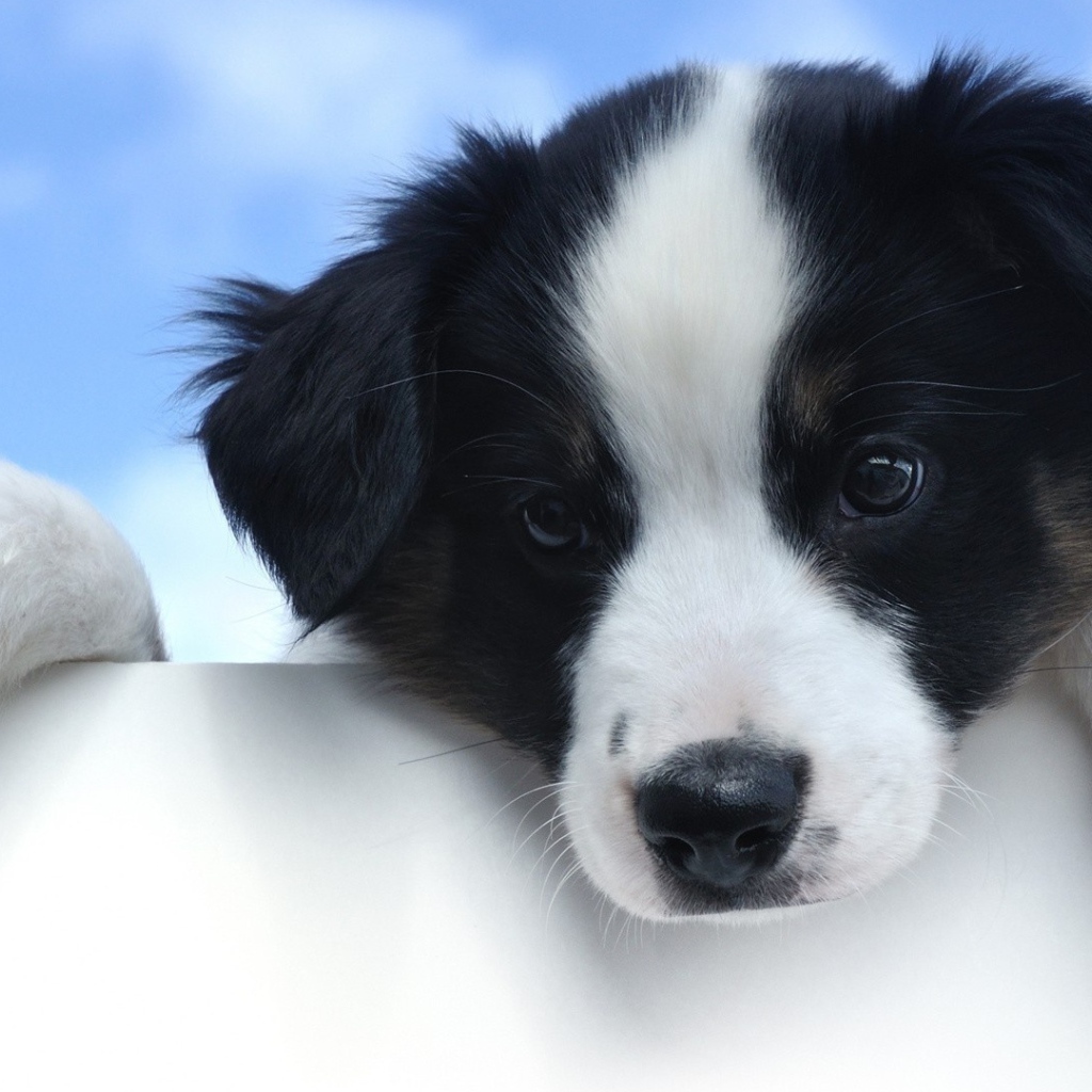 Маленький грустный щенок породы бордер колли