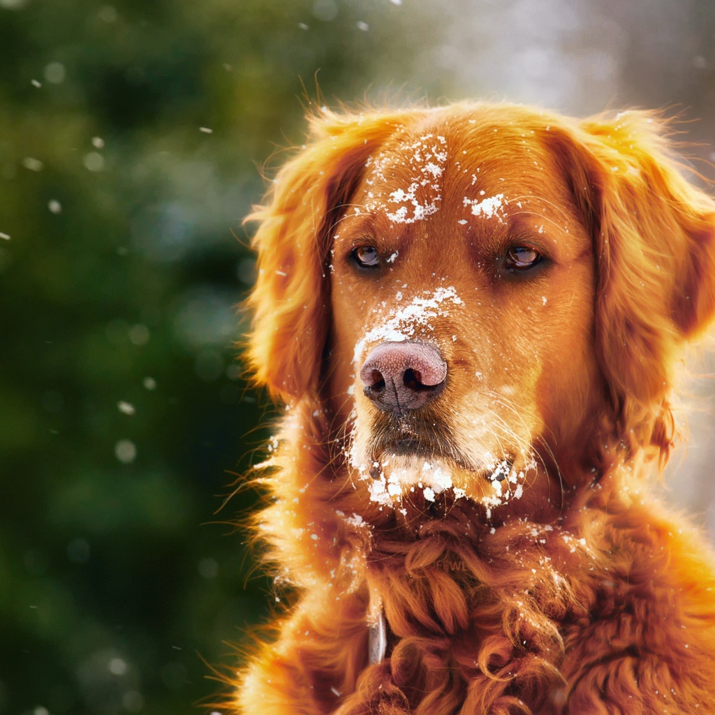 Породистая собака с мордой в снегу