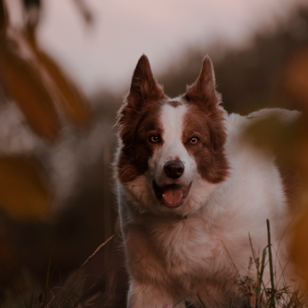 Породистая собака с открытой пастью