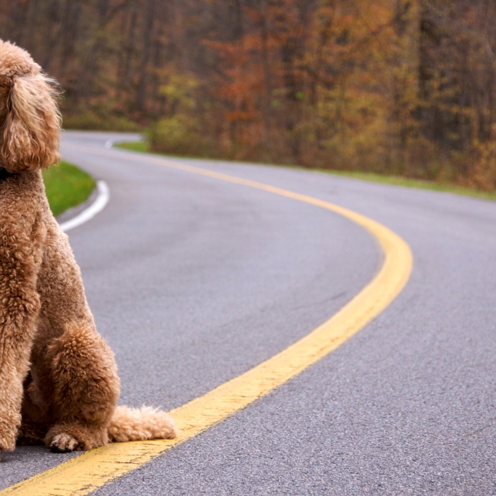 Пудель сидит на дороге